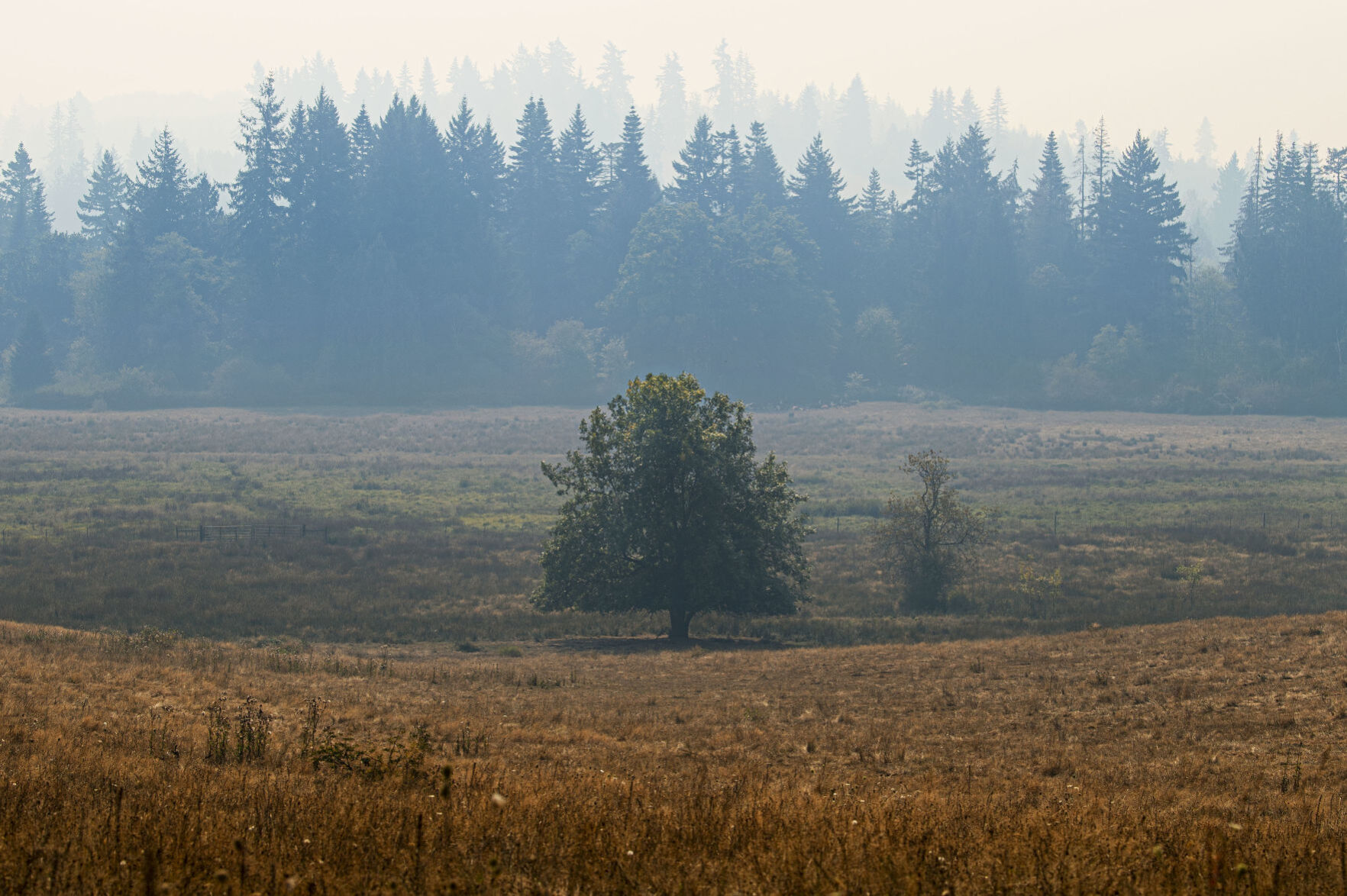 Smoky Rainier